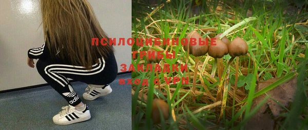 ПСИЛОЦИБИНОВЫЕ ГРИБЫ Осинники